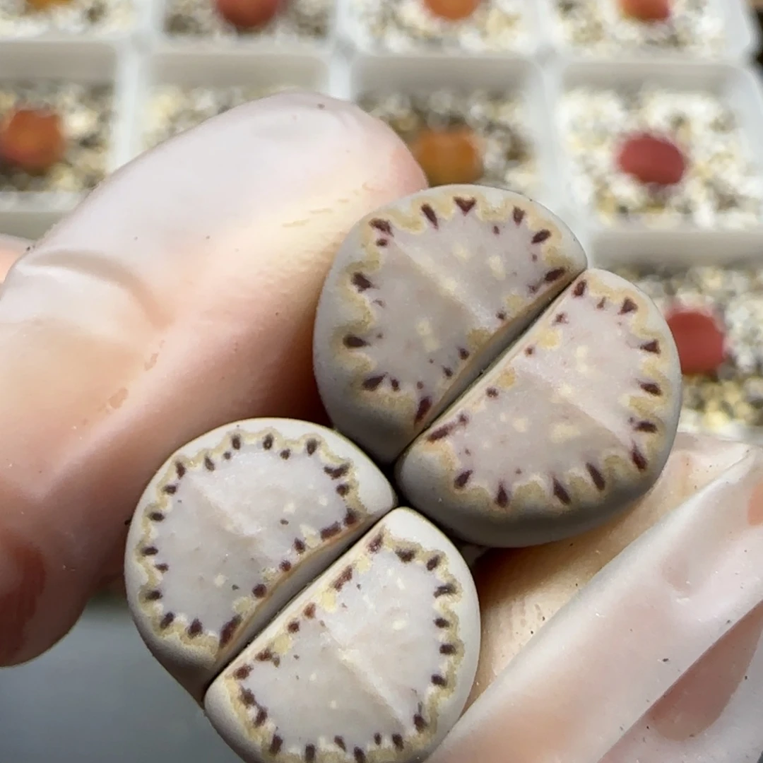 ᯅ***妮6.28。.015饼干*2。5010