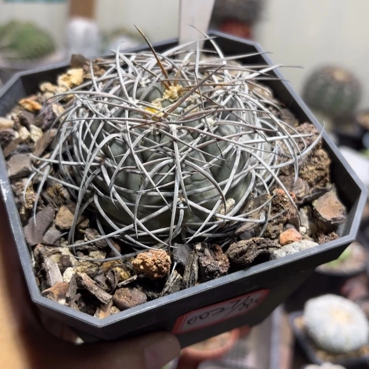 y***g629实生天平好养皮实