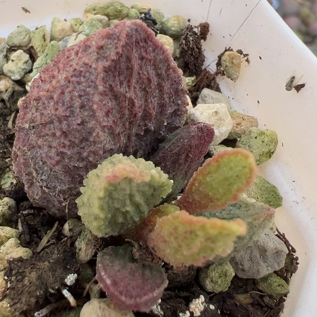 实生新品大苗多肉植物