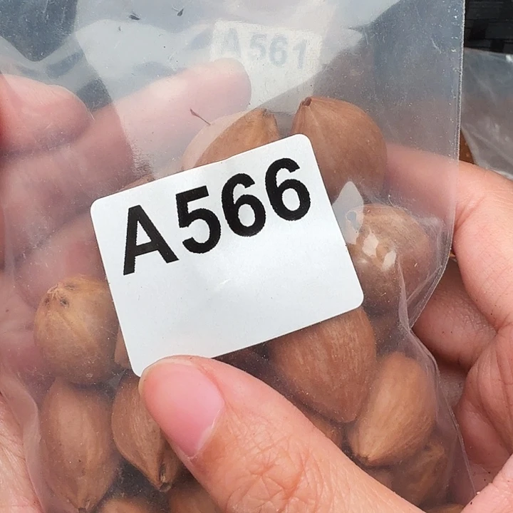 小***学橄榄核手串/手链橄榄