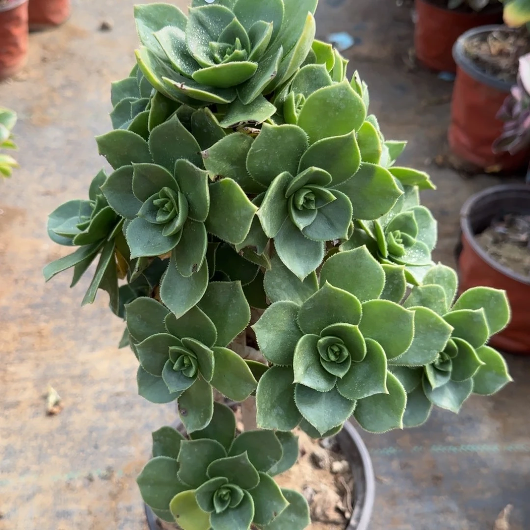 香腹多肉176满28包邮断枝不包