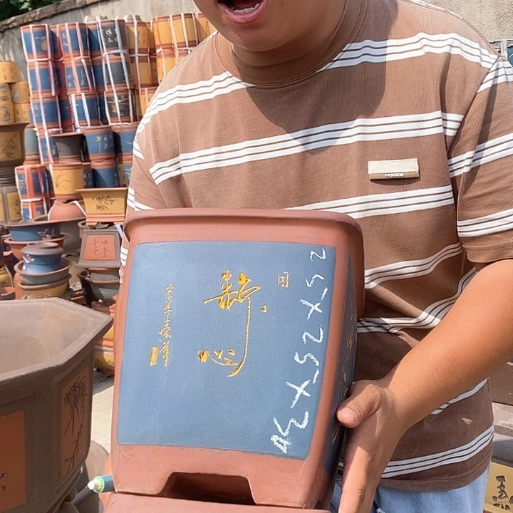 紫砂花盆盆栽植物观赏植物