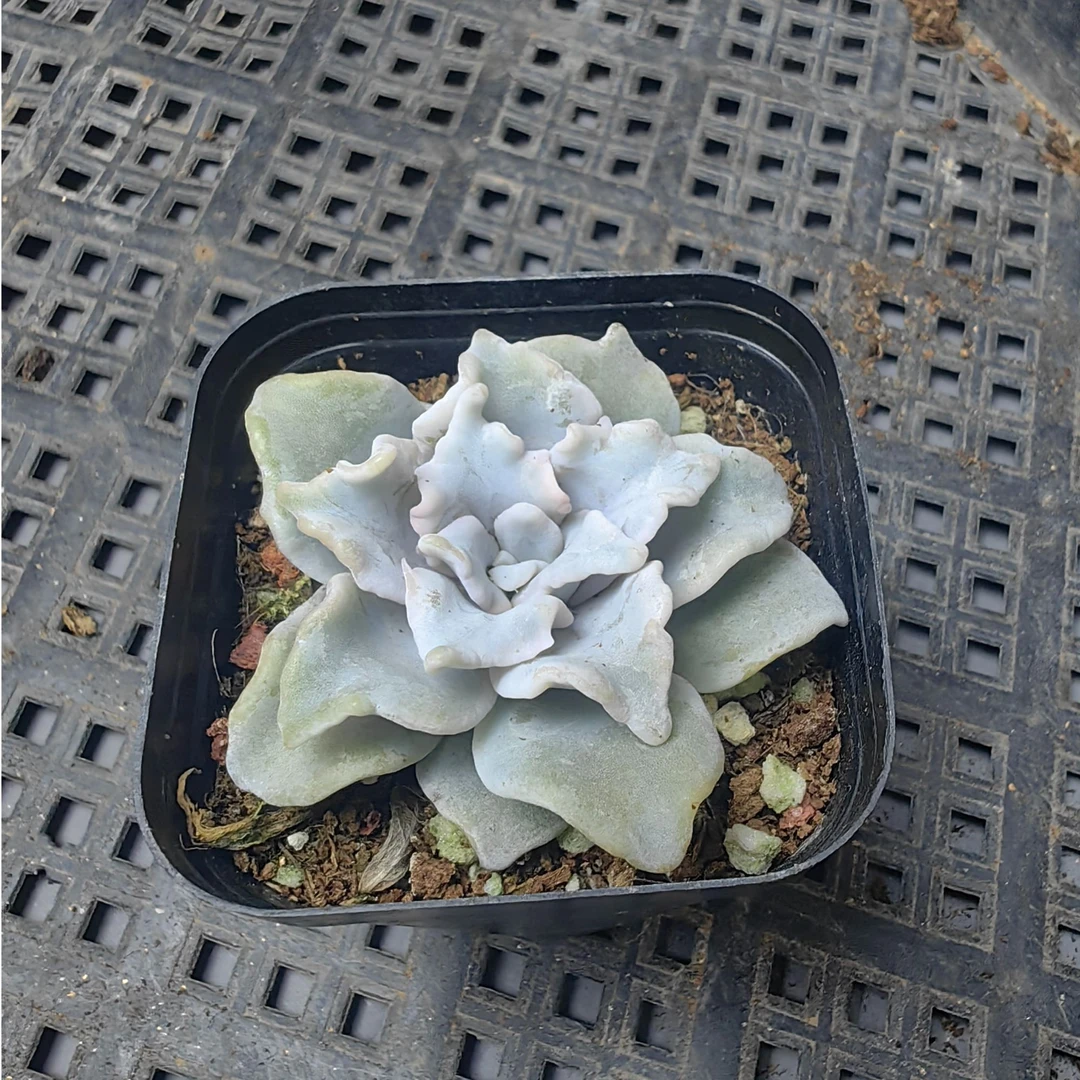 白饺子皮皱叶多肉植物适合室内阳台小盆栽实拍（直播间展示为准）