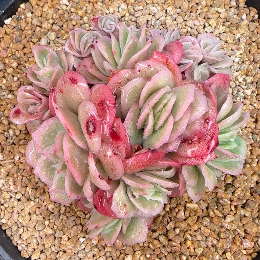 从前慢花园多肉编号冰玫瑰锦小