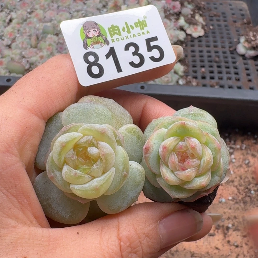 泡***x多肉植物多肉植物