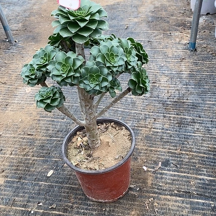 4，绿法师的法师多肉法师