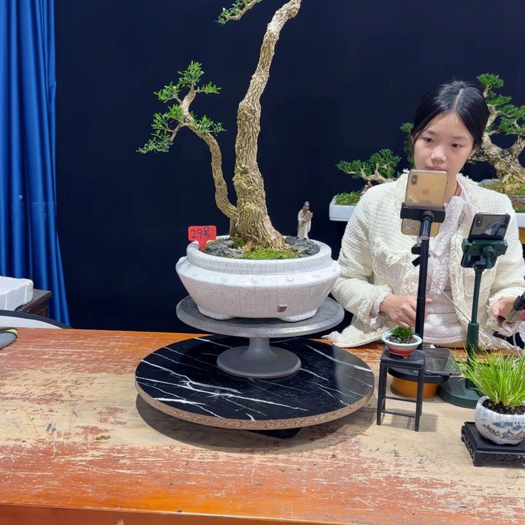 黄杨室内室外好养