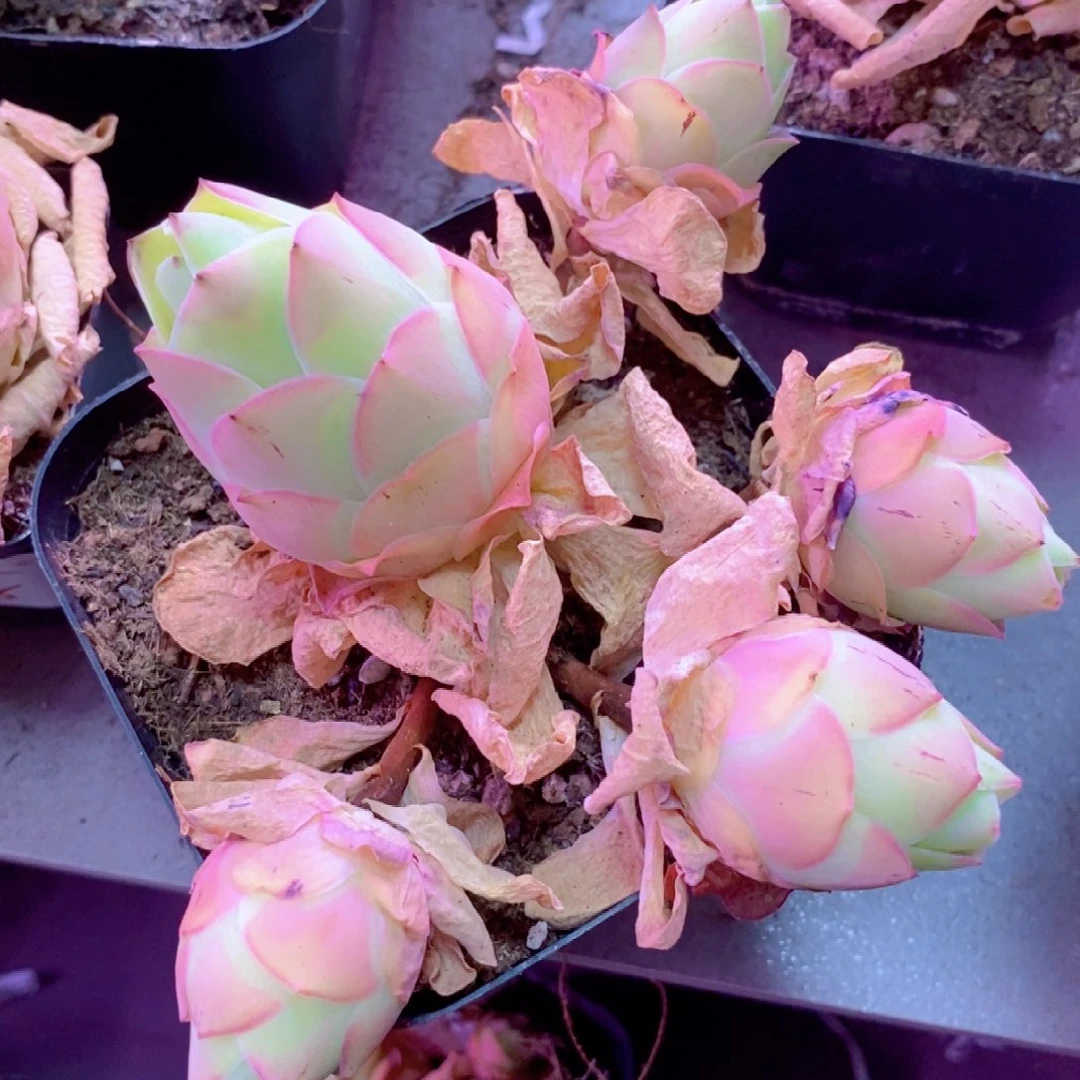 国*山地玫瑰下播福利一物一拍219水蜜桃群