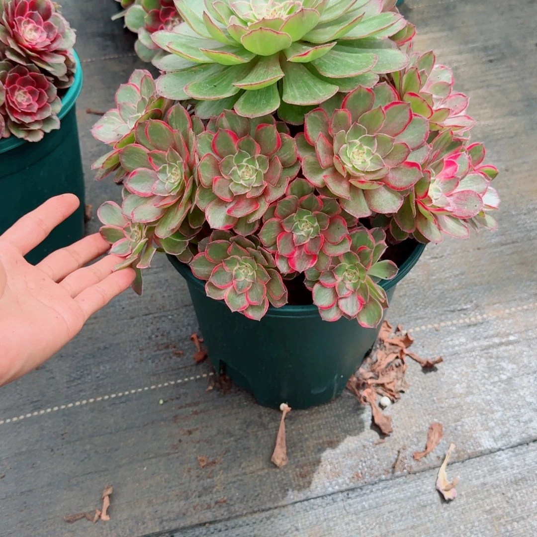 无花朵jdndndbdsbsbsnsbsb