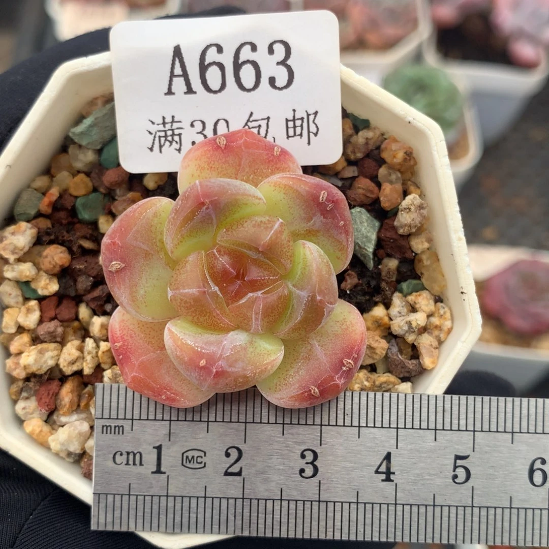 663冰糕福利冠服3.5