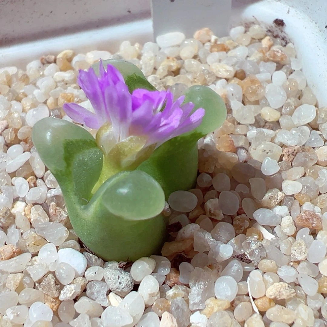 1116-130多肉多肉超级奶瓶