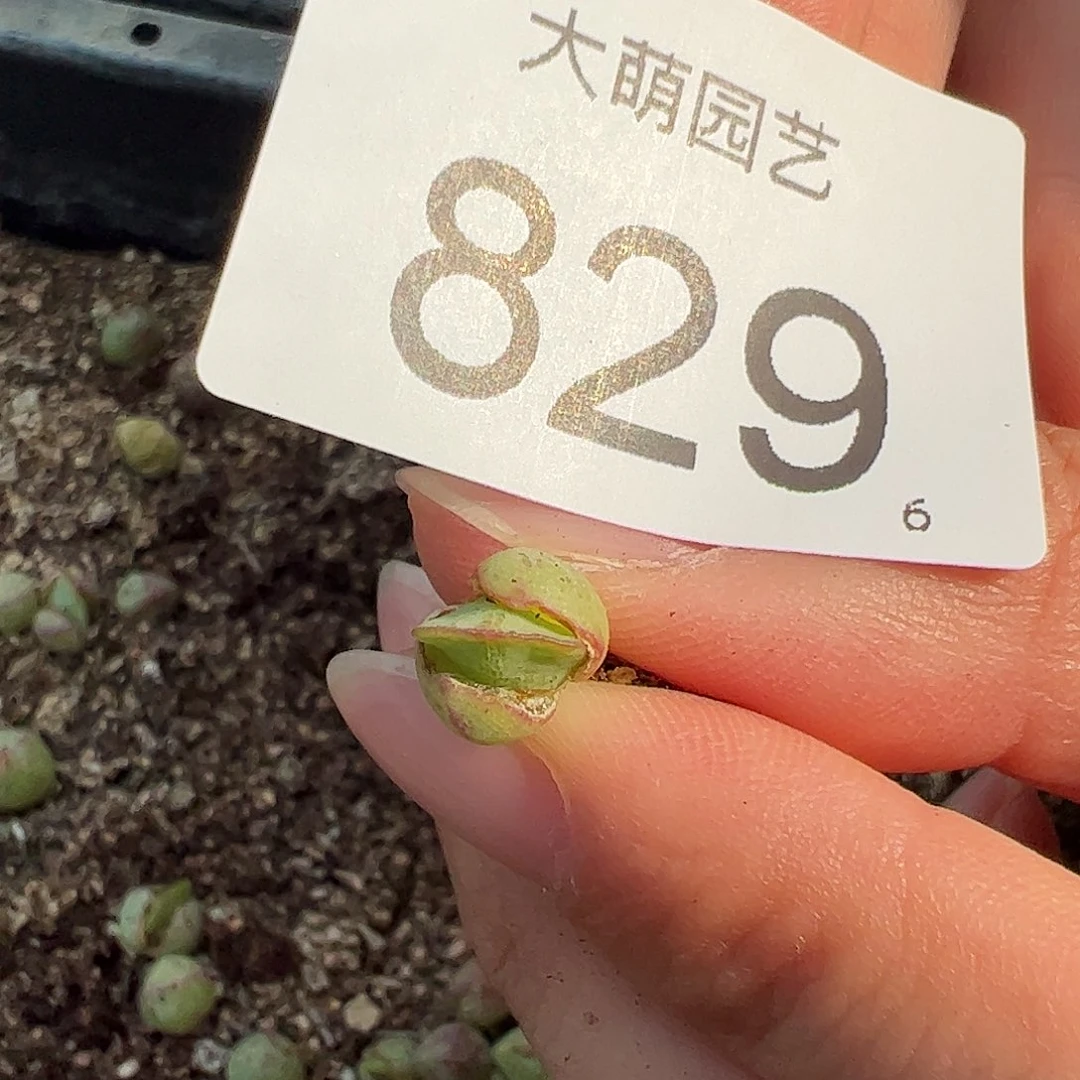 0000829量拍园艺托马斯手工水饺1颗尺寸不大