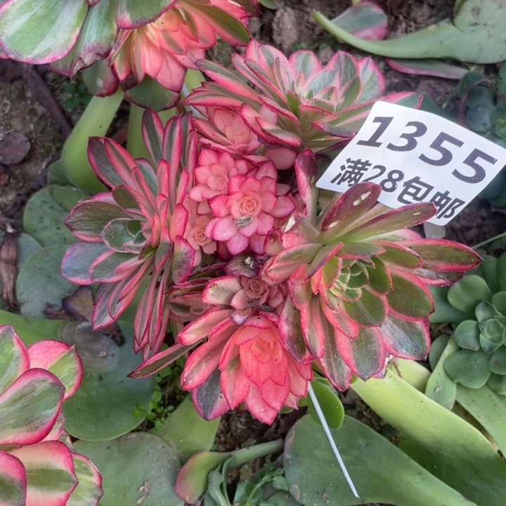 1355三号棚黑膜锦多肉