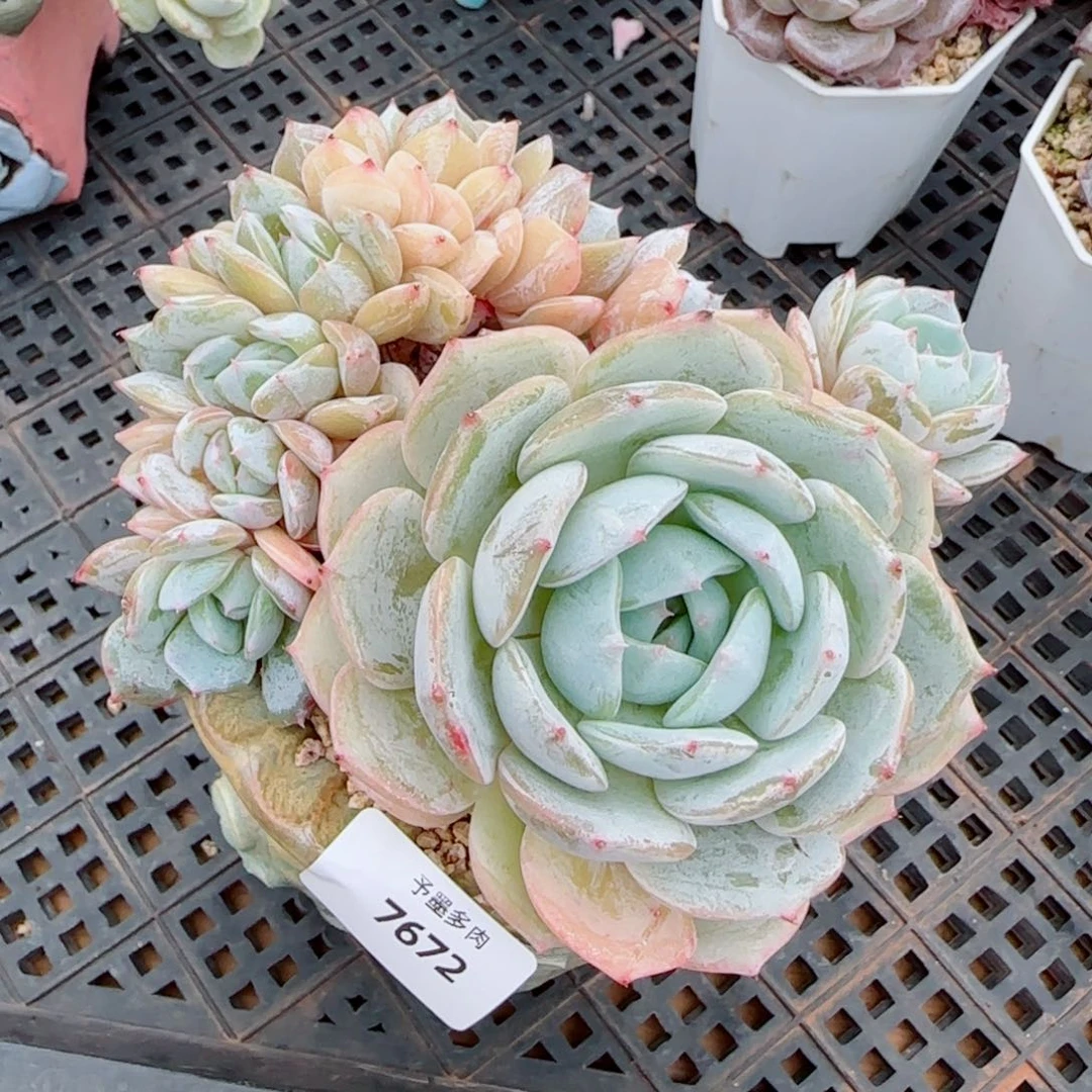 劳林缀，7672多肉植物