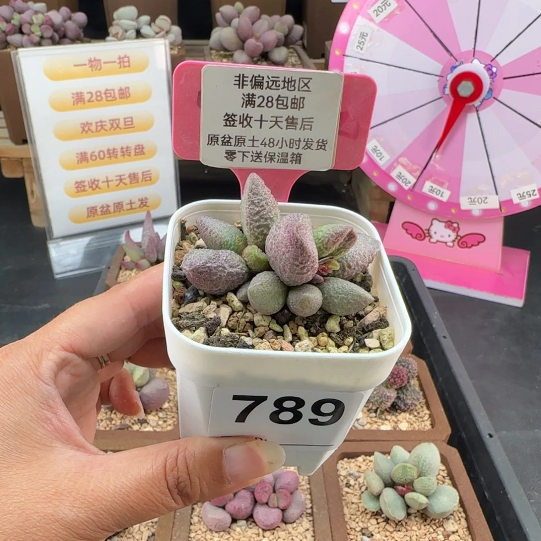 炒***条789奶油猪肝多肉植物