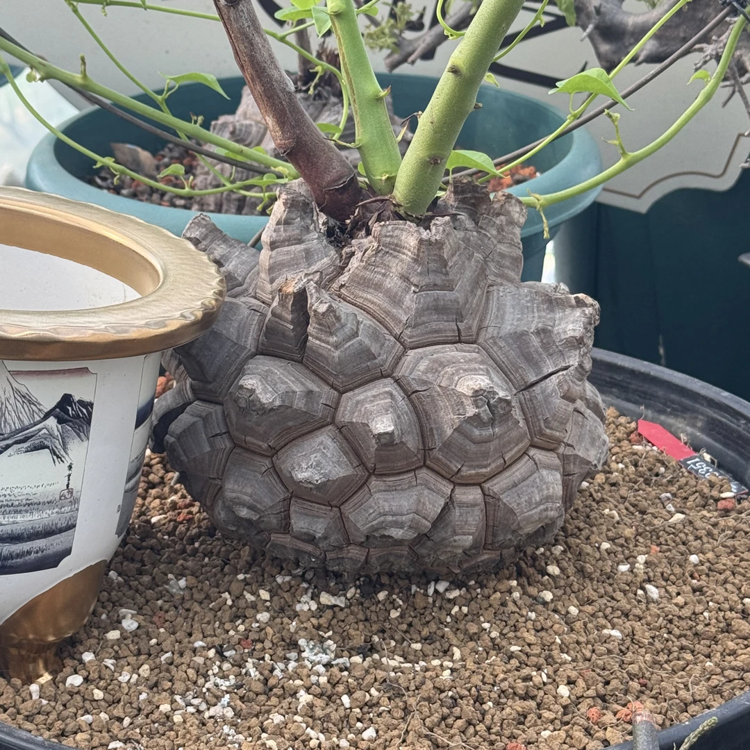 多肉植物稀有南非龟甲龙颗粒50克样品