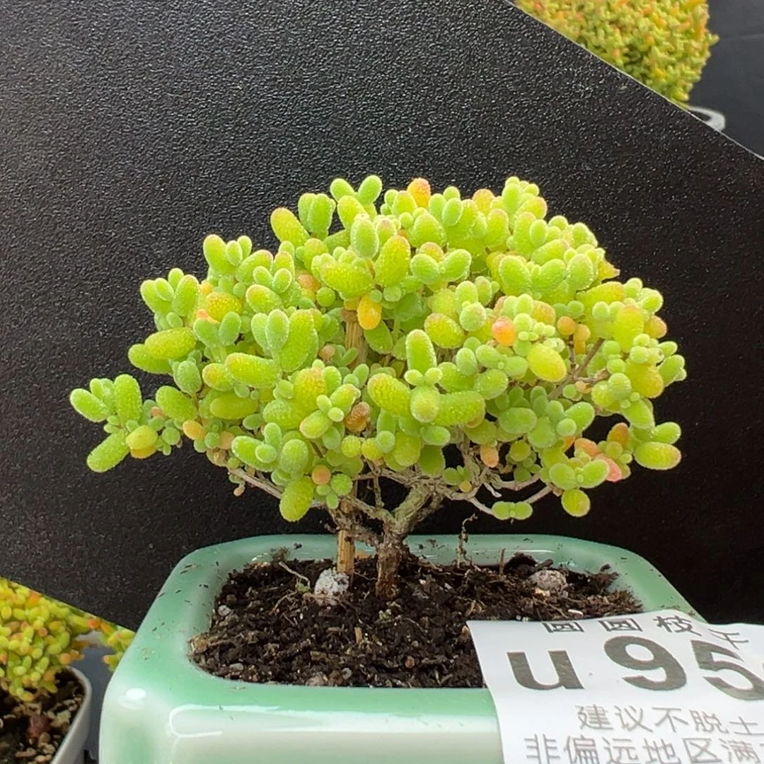 u952直杆小树型蜜橘糖球冠幅7cm带盆价