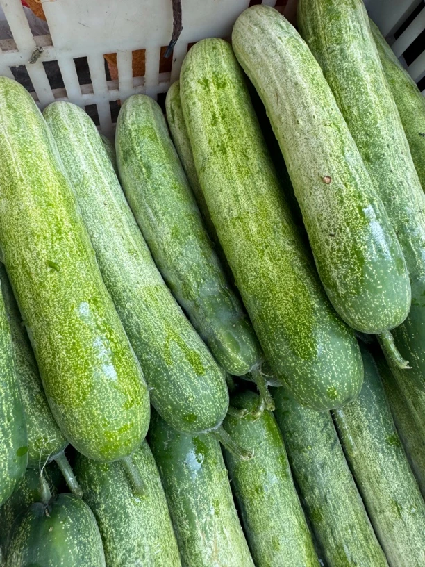 湖南新化农村黄瓜 水果黄瓜