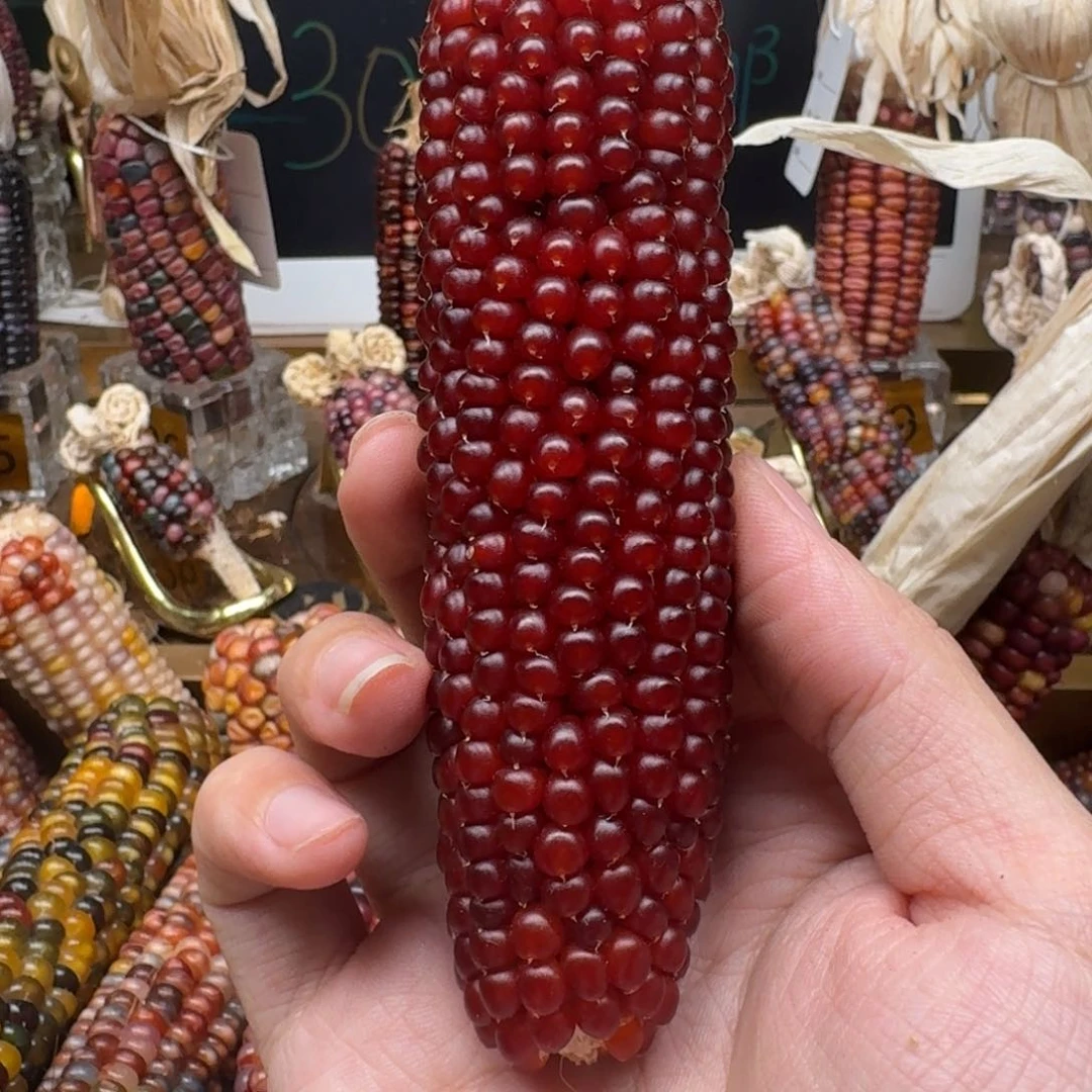 柏香籽/百香籽吊坠?****