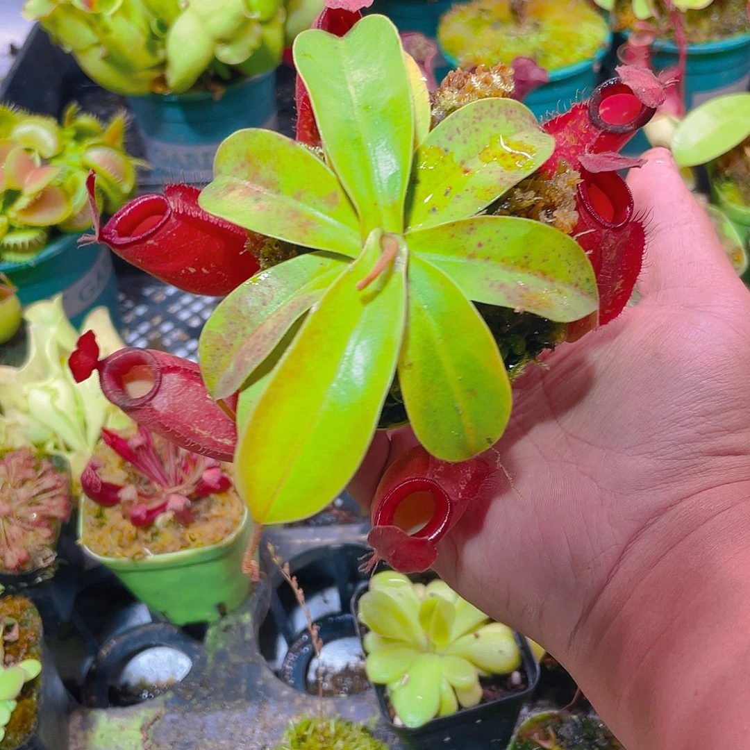 完全开放黛安娜9号