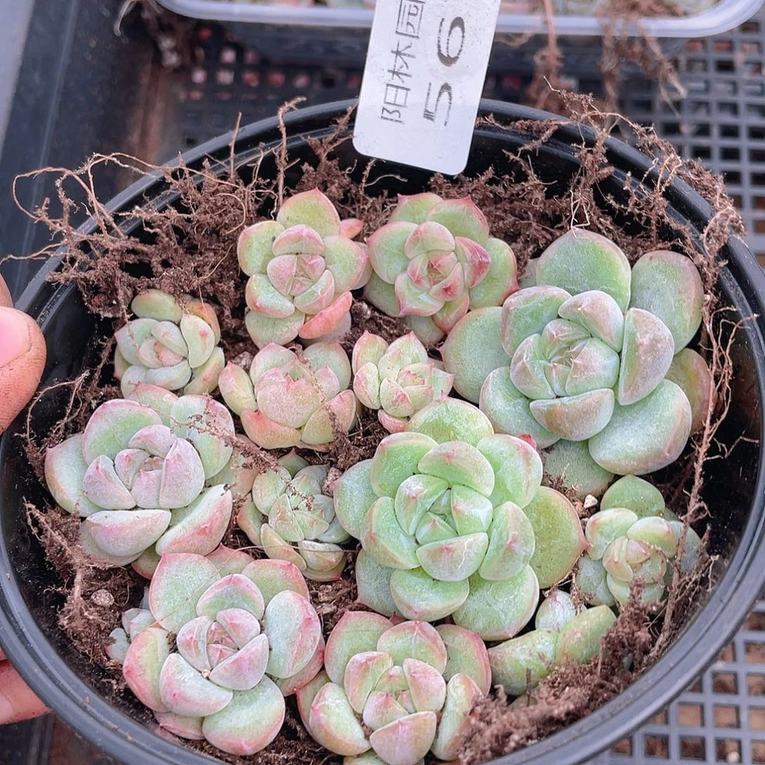 多肉植物多肉植物567