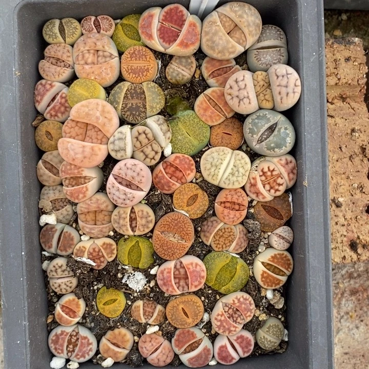 化****子669生石花小苗