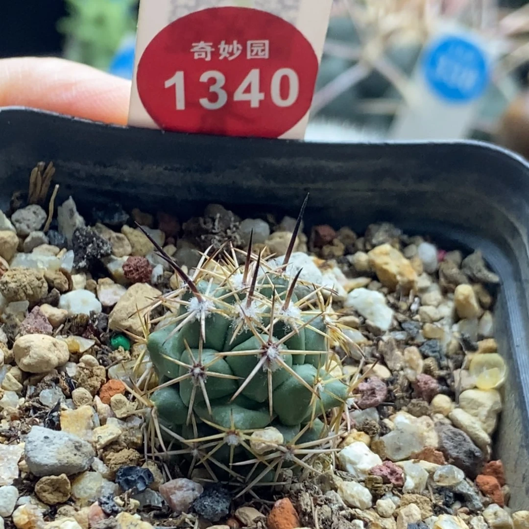 实生顶花枪骑士2.2cm