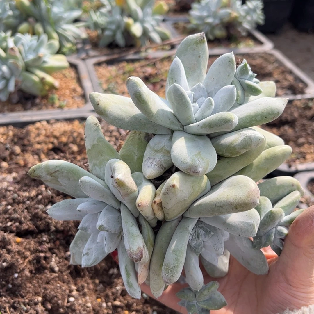 三头拇指瑕疵哈哈哈哈哈哈哈