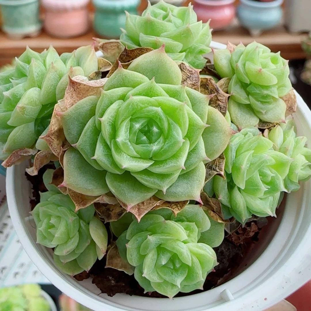 花语逸镜0916-37整圆脸