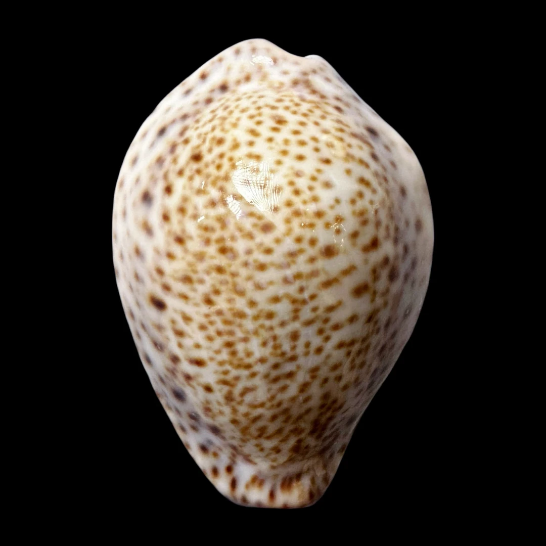 【画眉鸟宝螺】46.1mm GEM 产地：阿曼 贝壳摆件HM-N  A14