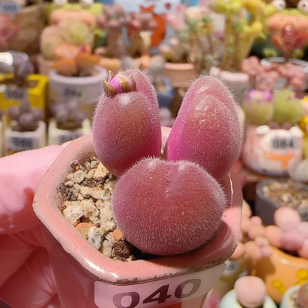 T火龙果毛翠盆口2.5cm