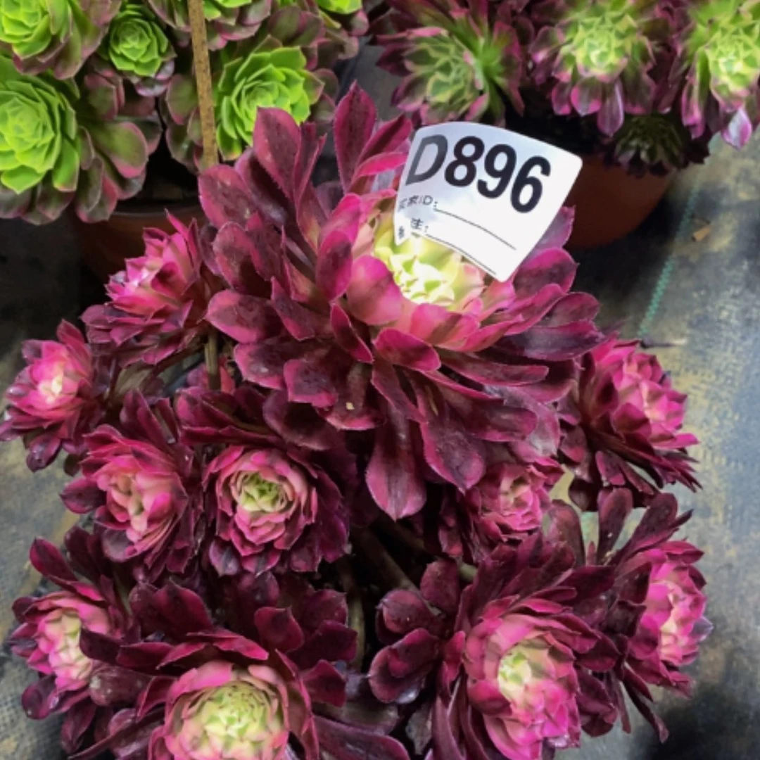 【闪购商品】美杜莎896