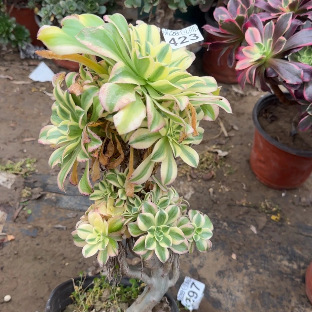 艳日伞多肉423满28包邮断枝不包瑕疵