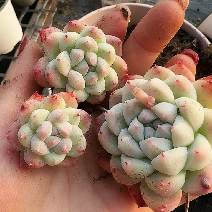 呜****~多肉植物满20包邮