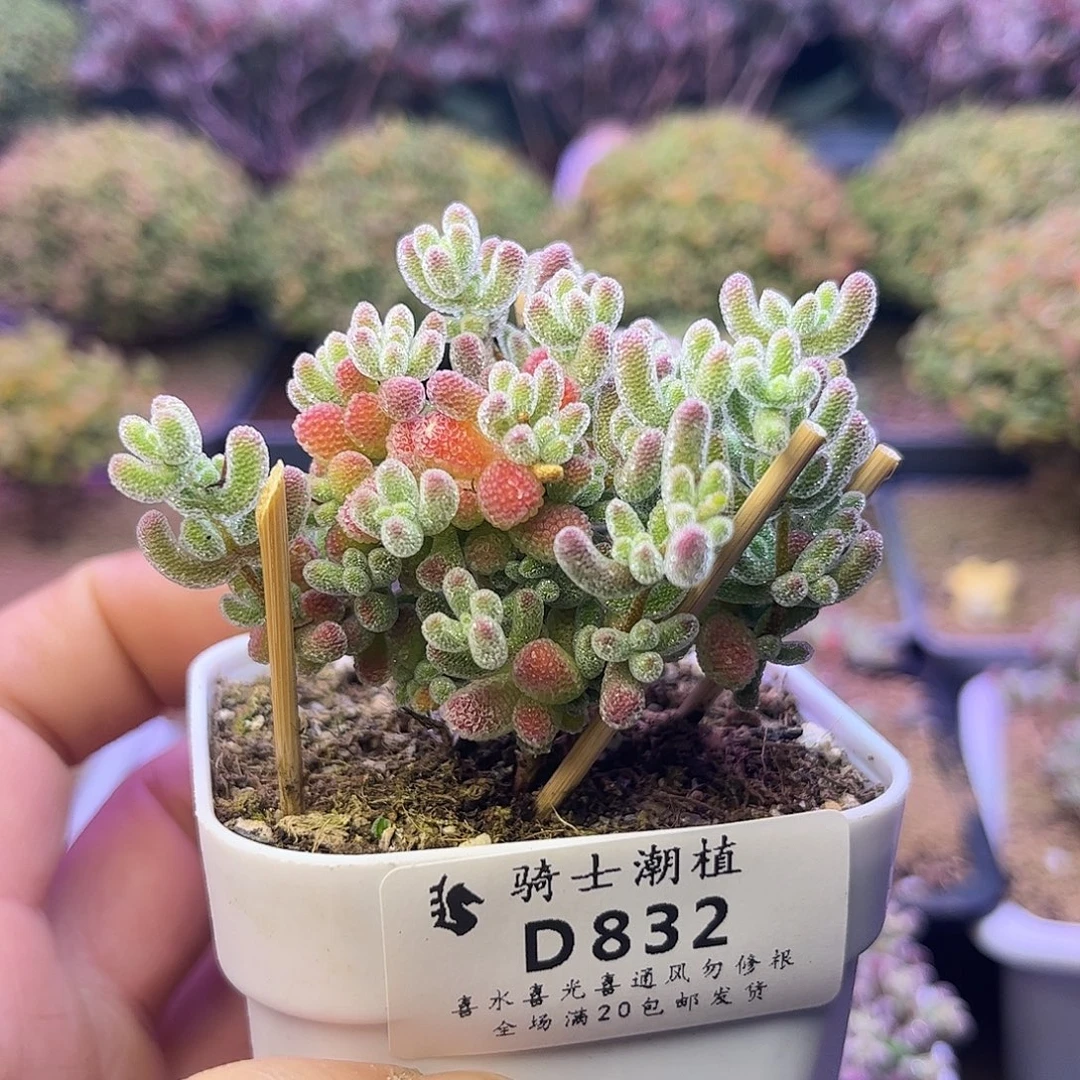 832优选冰晶枝干番杏