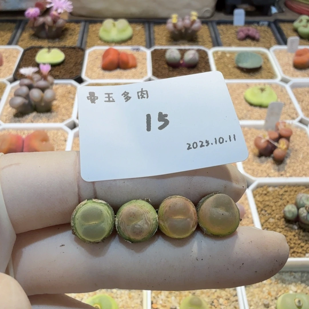 稀***涂多肉多肉多肉10.11-015大王拉登