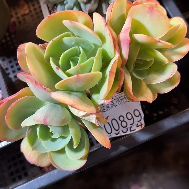 幸运儿是一位非常优秀且