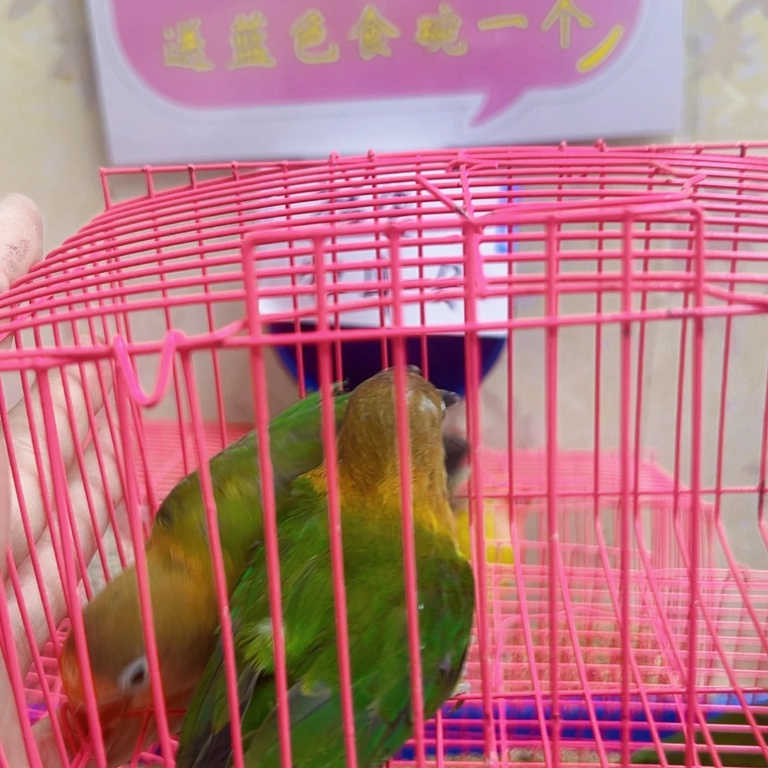 桃脸牡丹鹦鹉特价绿牡丹两个166微瑕