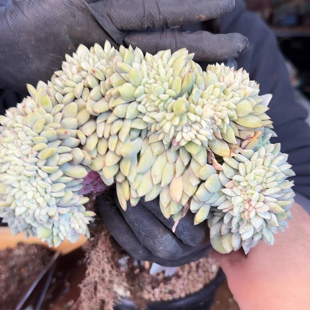 0659号星影缀158   肉