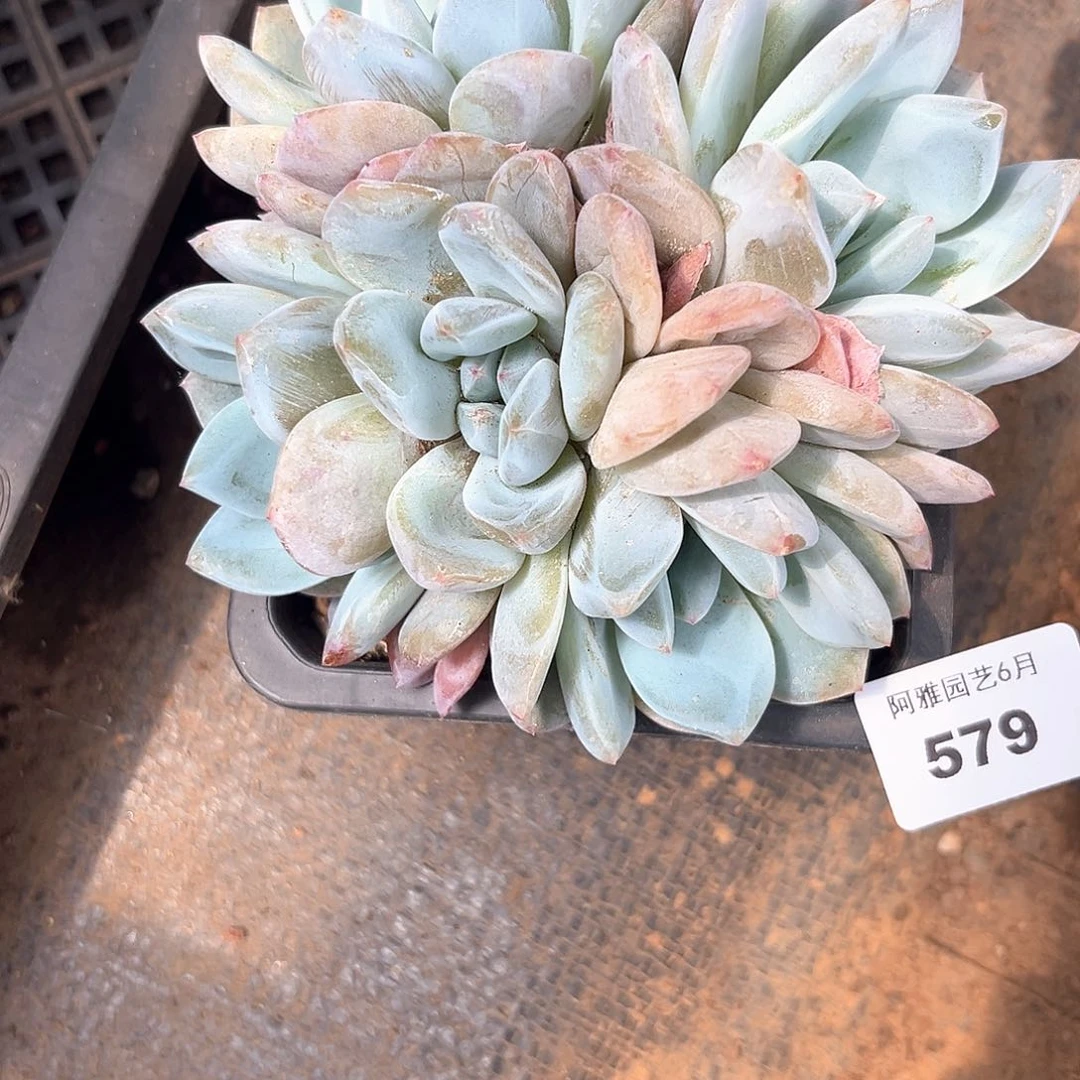 阿雅园艺。   579