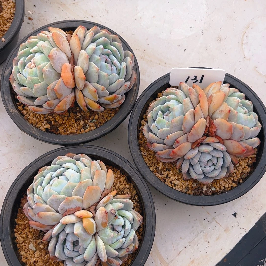 三颗橙梦露131号一物一拍