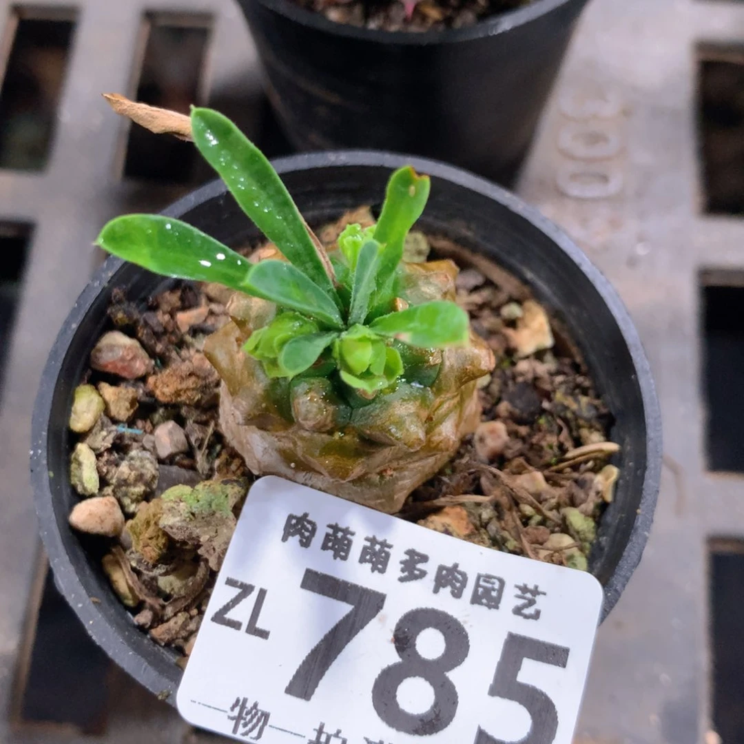 5CM拇指盆精控多肉ZL785