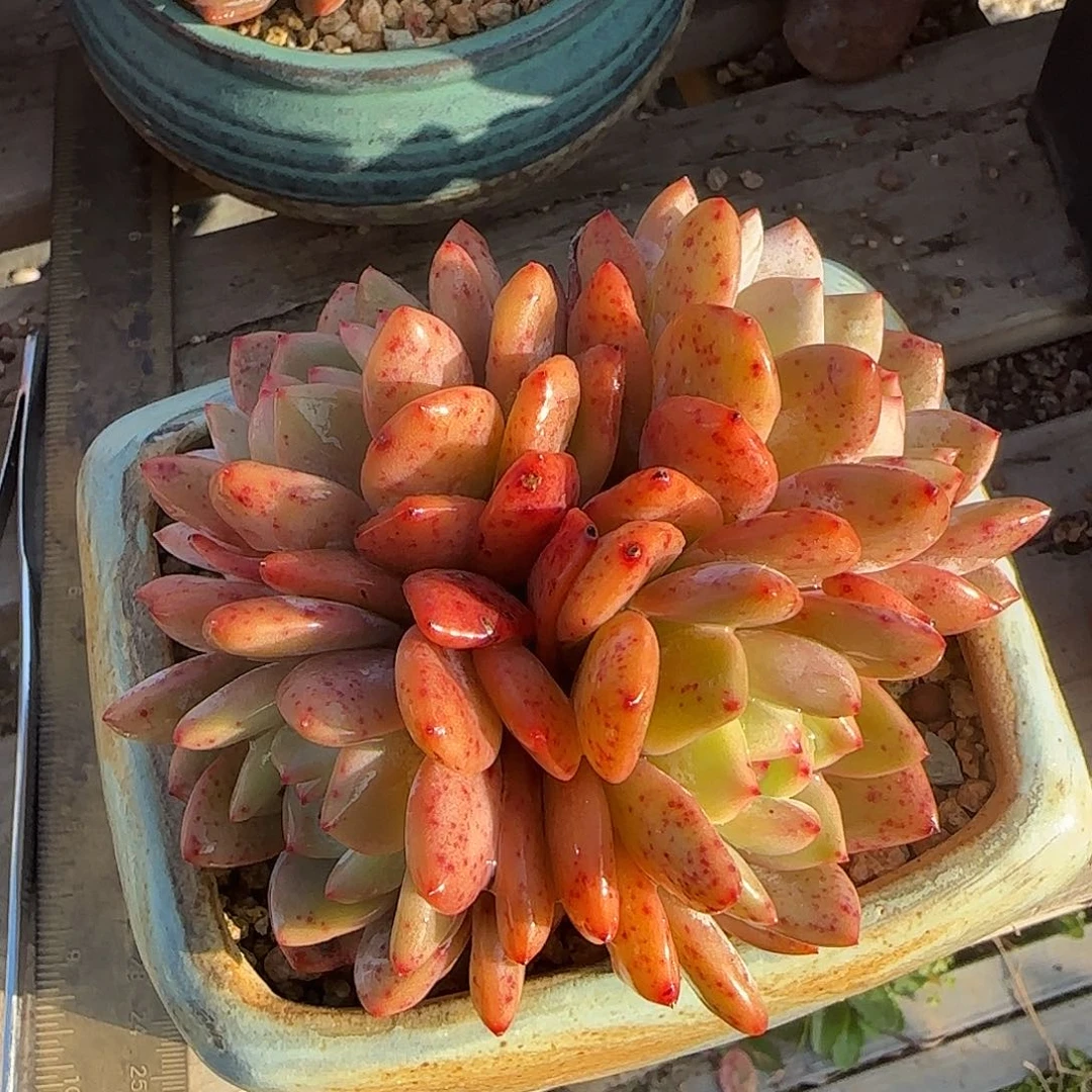 趴地老桩一物一拍