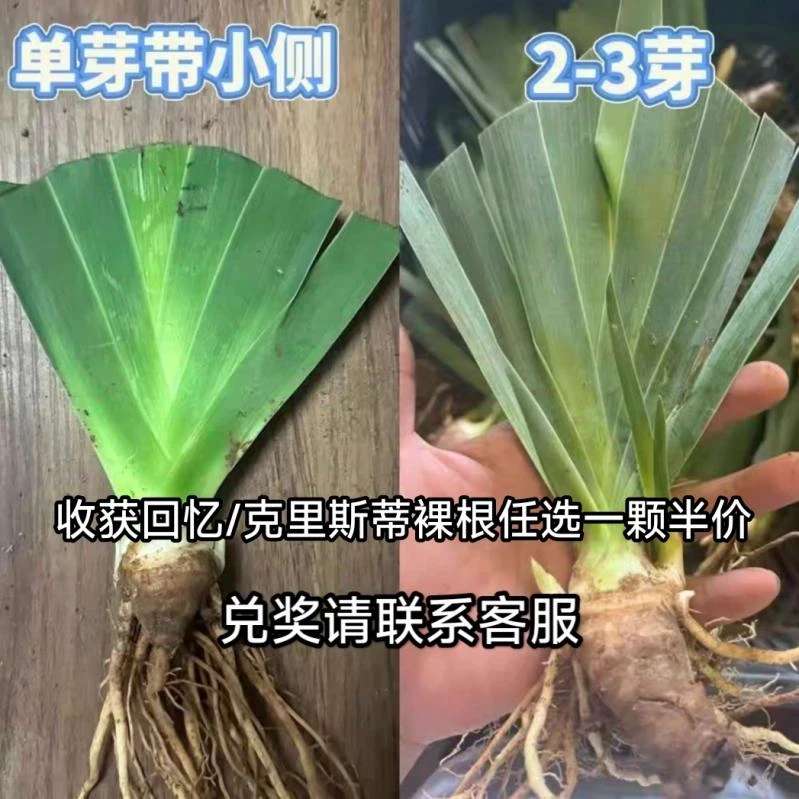 收获回忆/克里斯蒂任选一颗半价（需兑奖联系客服）