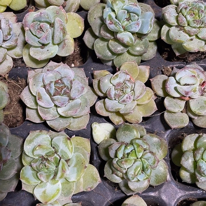 小天鹅绒1元带土发货