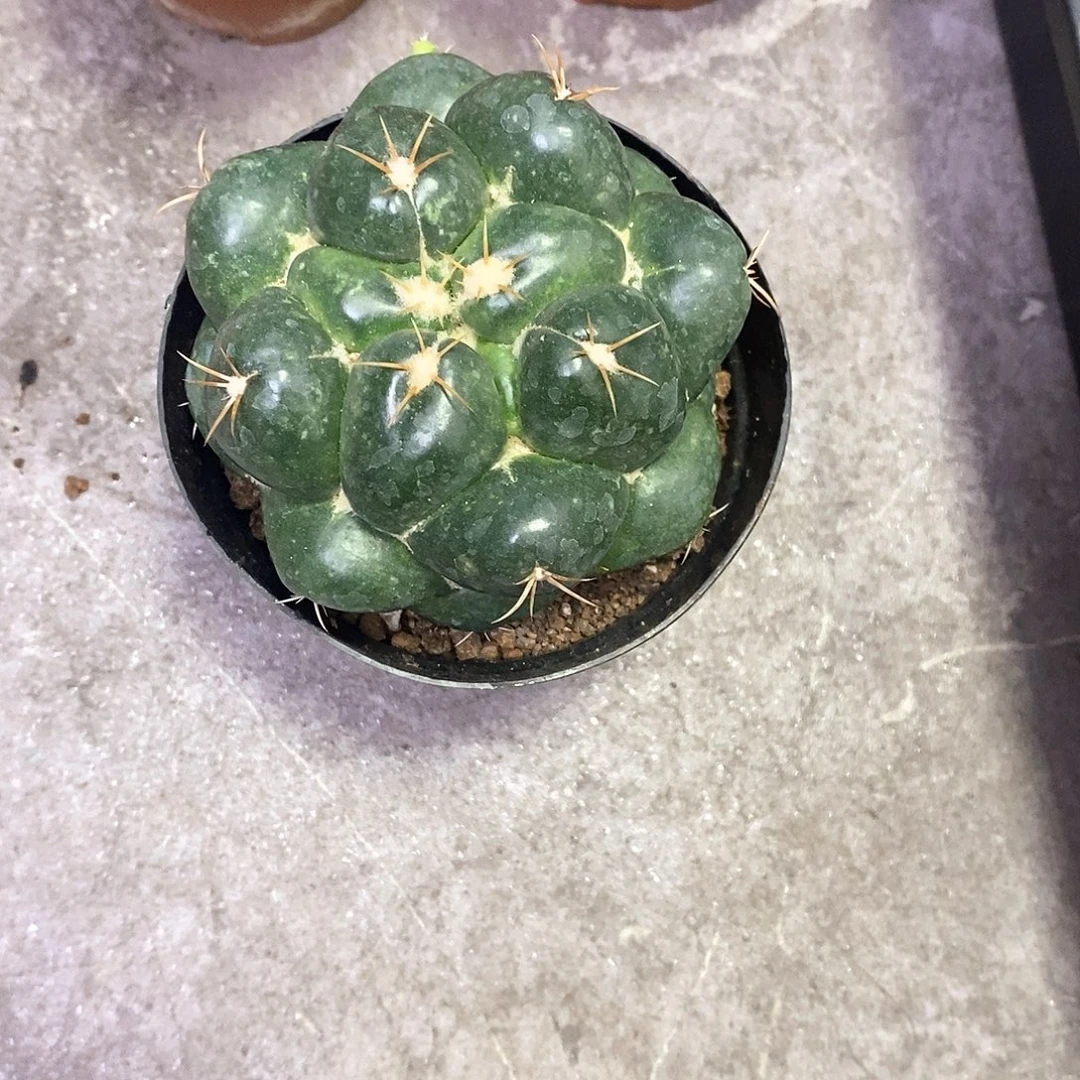 小***胖一物一拍一棵仙人球