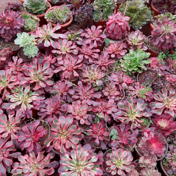 红魔魔女实生根吧啊