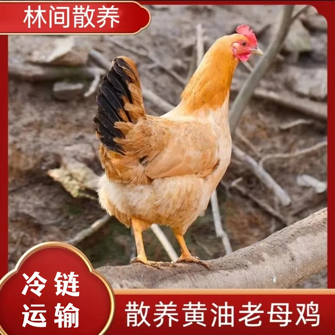 【大牛】农家散养老母鸡 发4只净重共8-9斤 杀好带内脏