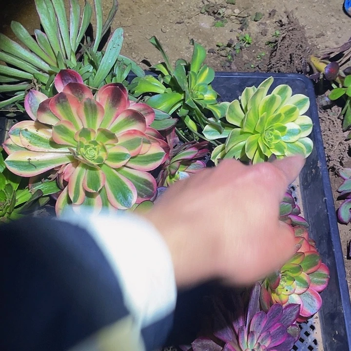 心*语995福利套餐多肉植物