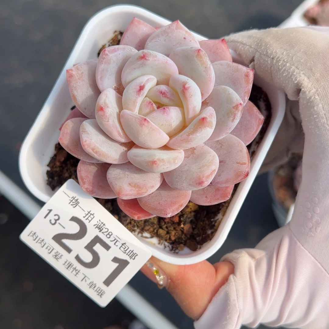 橙梦露多肉多肉多肉